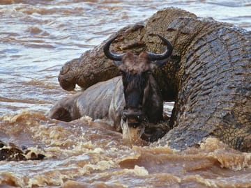 3 Days, 2 Nights Safari – Maasai Mara from Nairobi/Kisumu