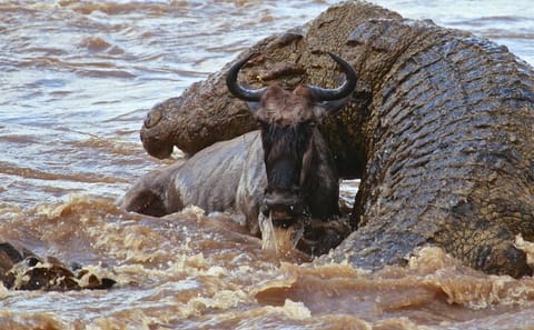 3 Days, 2 Nights Safari – Maasai Mara from Nairobi/Kisumu