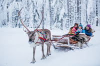 Reindeer Farm Visit & Sled Ride 5