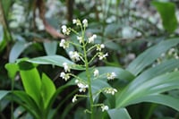 Wild vegetation at waterfalls