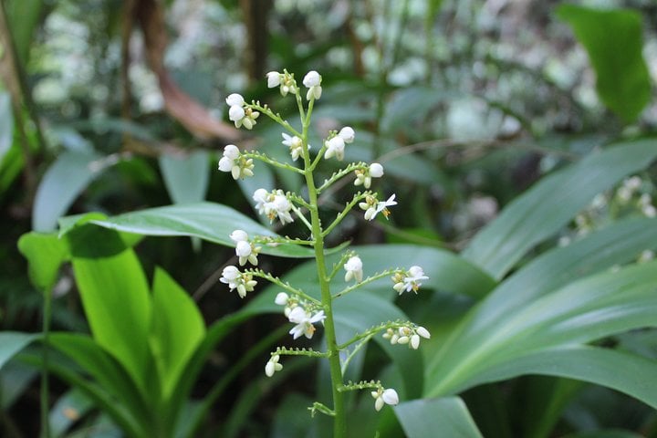 Wild vegetation at waterfalls