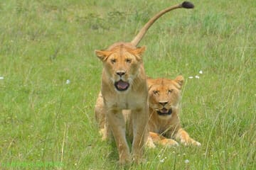 6-Day Safari Tour of Amboseli, Lake Naivasha & Maasai Mara