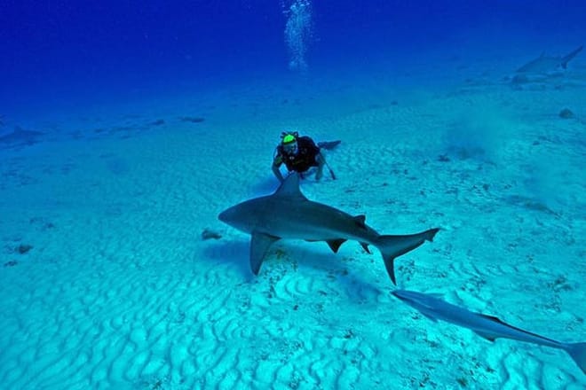 Bull Sharks Discovery Diving Tour from Cancun and Riviera Maya photo 6