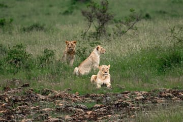 4-Day Nairobi Safari and City Exploration Tour