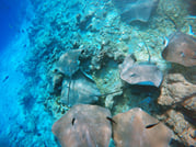 Guided Snorkeling Trip 7