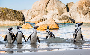 Penguin Tours Cape Town and Boulders Beach