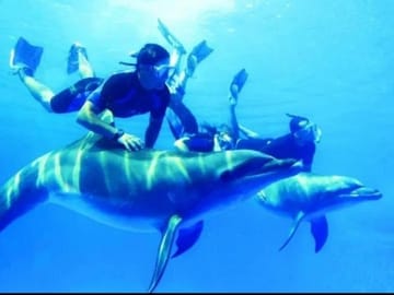 Dolphin House By Private Speed Boat , Snacks & Drinks – Hurghada
