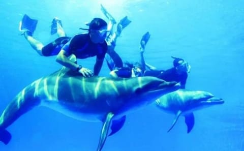 Dolphin House Private Speedboat Tour from Hurghada