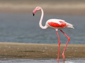 Three-Day Tour of Narayan Sarovar Sanctuary and White Rann
