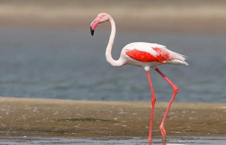 Three-Day Tour of Narayan Sarovar Sanctuary and White Rann