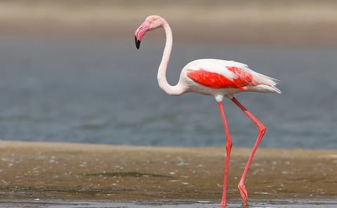 Three-Day Tour of Narayan Sarovar Sanctuary and White Rann