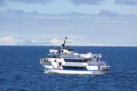 Whale Watching 3