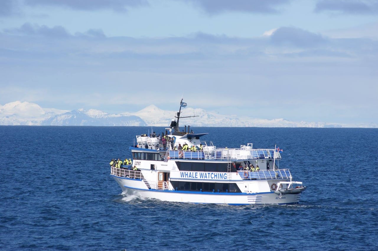 Whale Watching 3