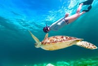 Snorkeling Day Trip With Dugong And Turtles Marsa Mubarak By Boat 2