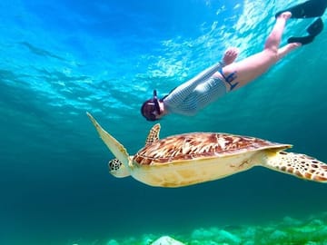 Snorkeling Day Trip to Marsa Mubarak with Dugongs and Turtles