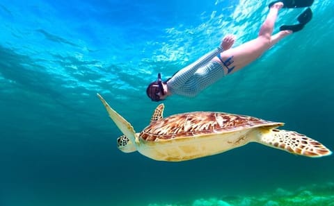 Snorkeling Day Trip to Marsa Mubarak with Dugongs and Turtles