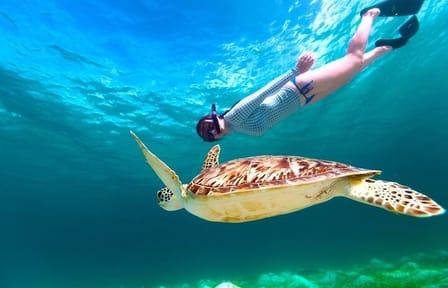 Snorkeling Day Trip to Marsa Mubarak with Dugongs and Turtles