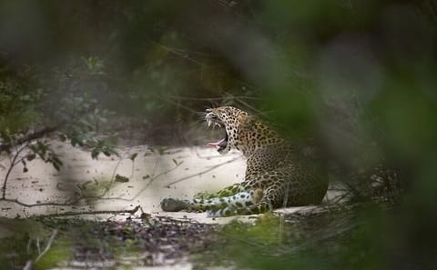 Yala National Park Safari Tour from Nuwara Eliya
