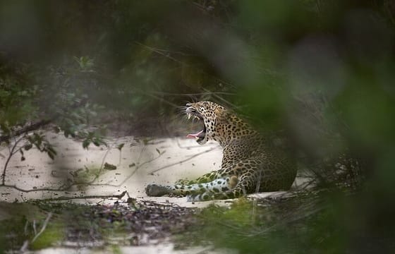 Yala Safari Tour from Nuwara Eliya