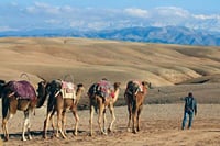 Quad Biking & Camel Ride in Agafay Desert with Dinner Show  3