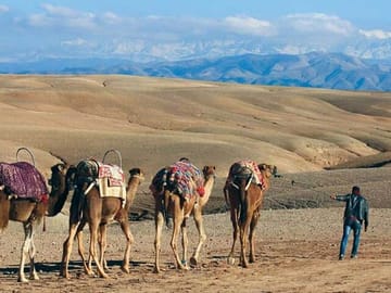 Quad Biking & Camel Ride in Agafay Desert with Dinner Show