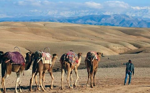Quad Biking & Camel Ride in Agafay Desert with Dinner Show