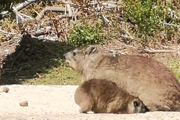 Hirynx Cape of Good Hope