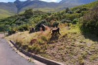 Baboons along the way