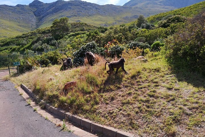 Baboons along the way