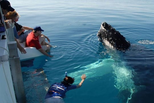 Mirissa Whale Watchin Tour From Hambantota