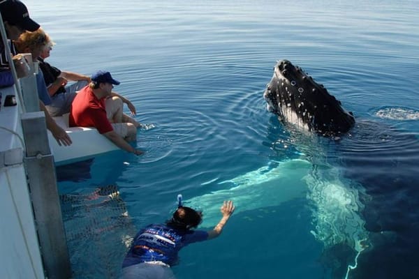 Mirissa Whale Watchin Tour From Hambantota