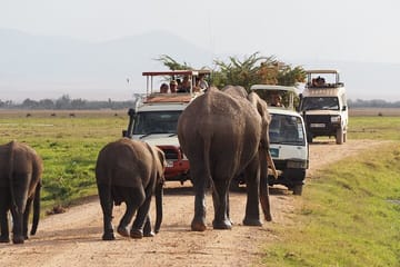 2 Days Amboseli National Park Safari Experience