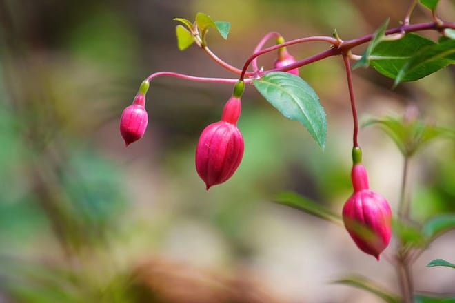 Private Day Tour to South China Botanical Garden from Guangzhou 2