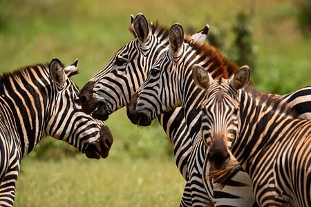 5 DAYS AMBOSELI/TSAVO EAST/TSAVO WEST/TAITA HILLS SANCTUARY SAFARI.