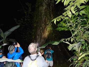 Night Tour