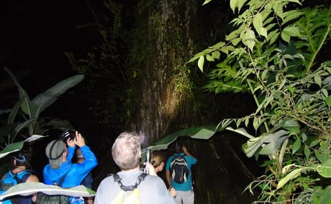 Night Hiking Adventure in Drake Bay, Costa Rica
