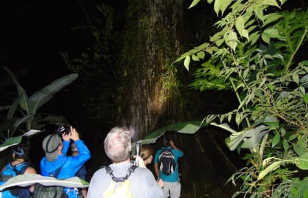 Night Hiking Adventure in Drake Bay, Costa Rica