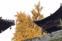 Private Day Tour in Xian:Hanyangling Museum, Small Goose Pagoda, Xingjiao Temple 7