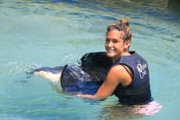 Shark Encounter in Dolphin Cove Ocho Rios  4