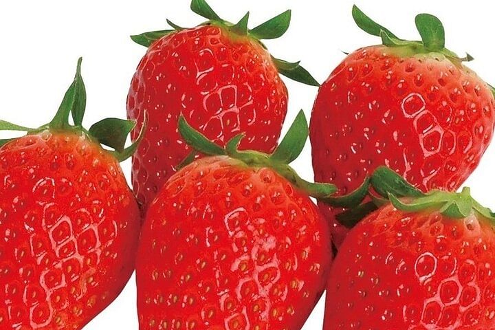 All You Can Eat Strawberry Picking in Izumisano Osaka