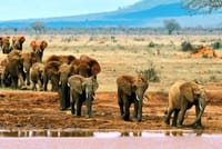 A gentle giant's journey to quench its thirst