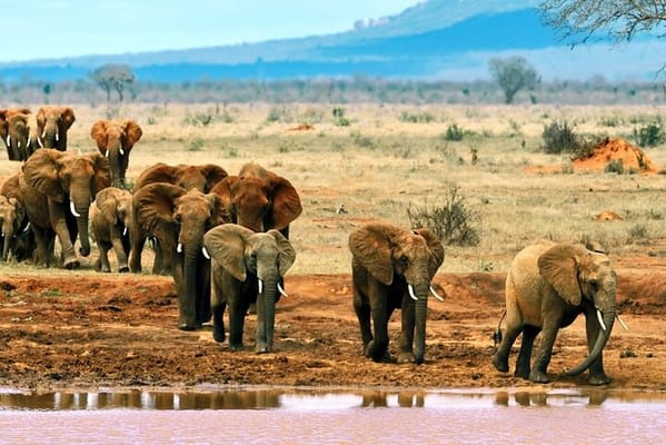 Full Day Private Tour of Tsavo East National Park from Mombasa