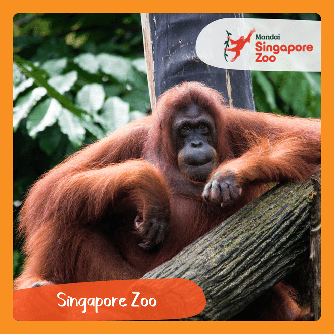 Singapore Zoo with Round Trip Transfer