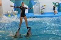 Dolphin Show & Swimming in Sharm EL Sheikh 8