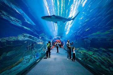 Dubai Mall Tour: Shopping, Aquarium, Burj Khalifa & Fountain Show