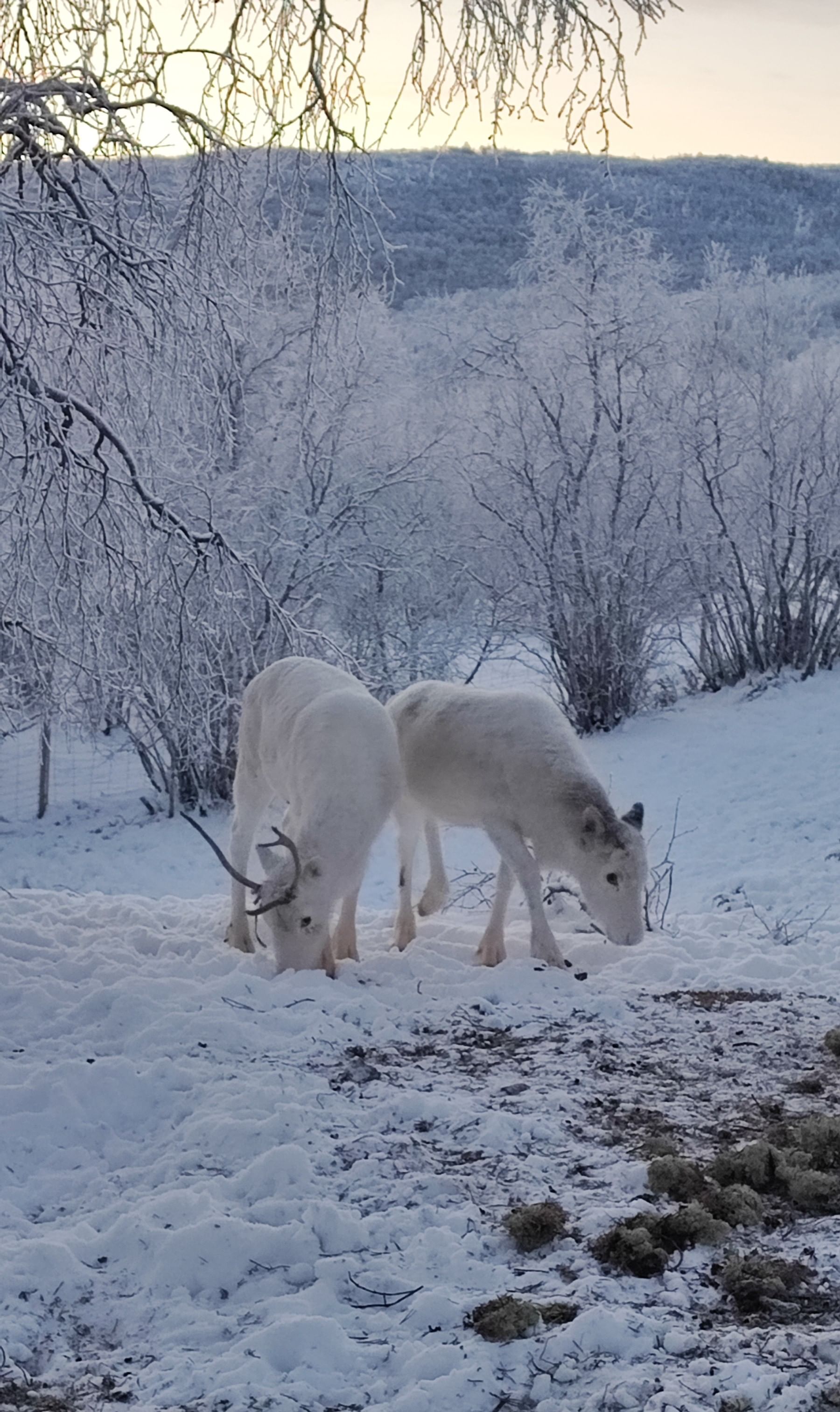 Reindeer living on home farm in Utsjoki Lapland