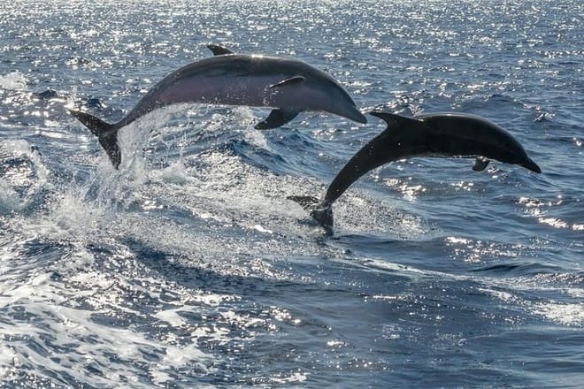 Whale Watching Catamaran in Costa Adeje photo 4