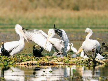 Spot rare and vibrant bird species in the wetlands of Lake Skadar, a paradise for bird lovers.