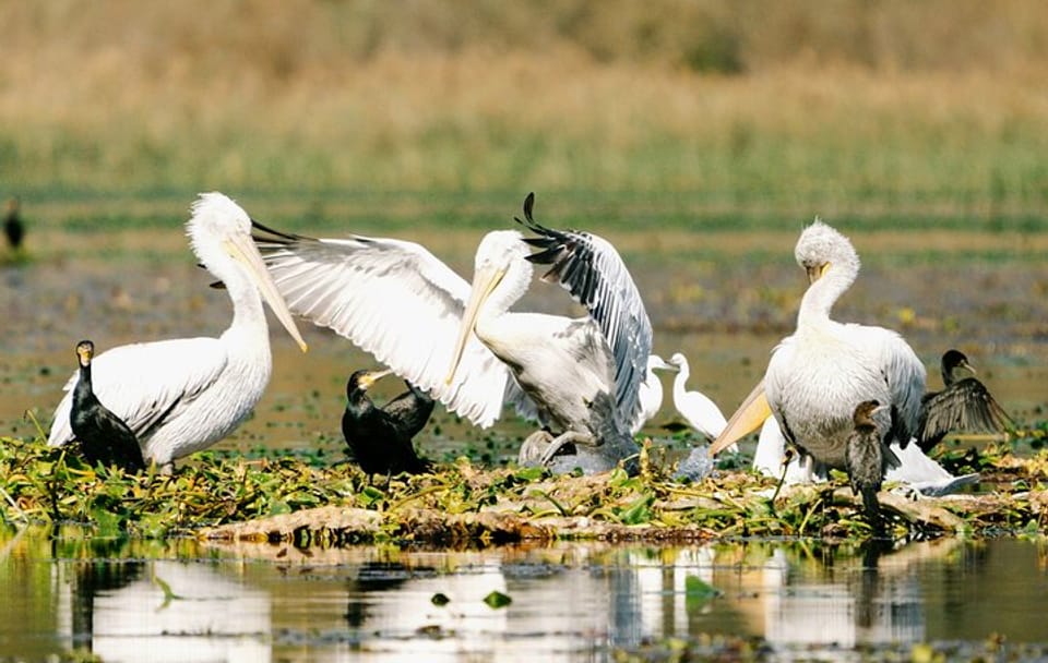Birdwatching and Photography Tour in Skadar Lake National Park
