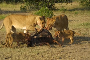 9-Day Honeymoon Safari Adventure in Nairobi, Kenya